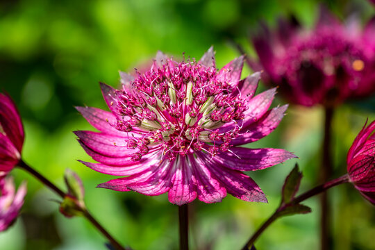 Astrantia major Gill Richardson Group a summer autumn fall flowering plant with a crimson red summertime flower commonly known as great black masterwort, stock photo image