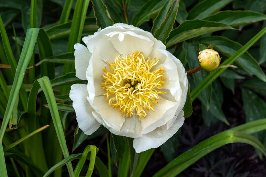 Peony 'Lotus Queen' (paeonia) a spring summer flowering plant with a white springtime flower, stock photo image