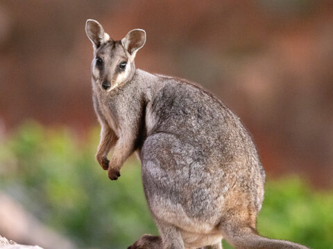 Adult black-footed rock wallaby (Petogale lateralis), in Cape Range National Park