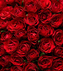 Red roses vintage grunge background