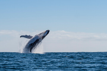 Humpback whale (Megaptera novaeangliae), adult breaching on Ningaloo Reef
