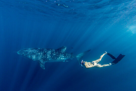 Whale shark (Rhincodon typus), underwater with snorkeler on Ningaloo Reef