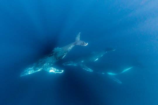 Humpback Whales (Megaptera Novaeangliae), Swimming Underwater On Ningaloo Reef