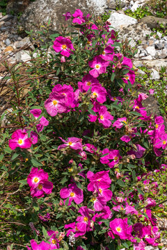 Cistus 'Blushing Peggy Sammons' a summer flowering shrub plant with a magenta pink summertime flower commonly known as rock rose, stock photo image