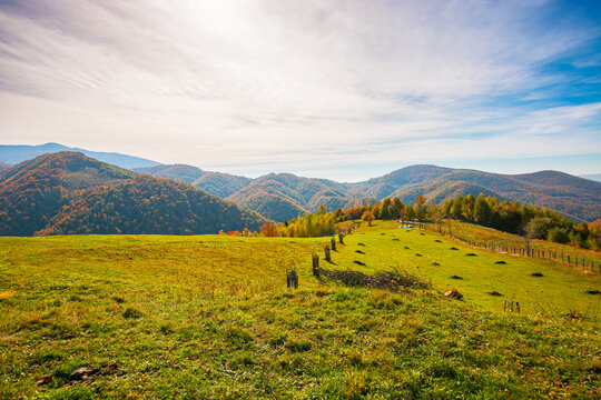 rural landscape in mountains. grassy fields on the hill. forest in colorful foliage. wonderful nature scenery of romania on a warm sunny autumn day