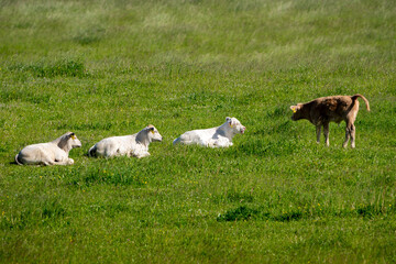 white calves in the middle of the field