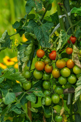 赤くなりだしたミニトマト