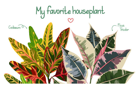 Houseplants. Botanical vector illustration.Variegated plants, multicolored leaves. Codiaeum, Ficus tricolor, postcard