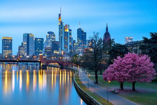 Cherry tree in bloom on banks of River Main with skyline of business district in the background at dusk, Frankfurt am Main, Hesse, Germany Europe