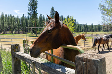 A farm for breeding horses in a picturesque setting.