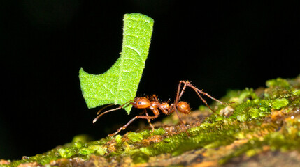 Leafcutter Ant, Tropical Rainforest, Marino Ballena National Park, Uvita de Osa, Puntarenas, Costa Rica, Central America, America