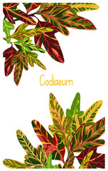 Houseplants. Botanical vector illustration.Variegated plants, multicolored leaves. Codiaeum, postcard © HikaruD88