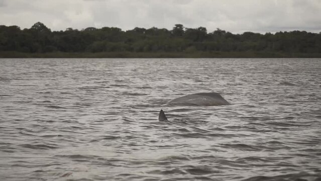  River With Amazon River Dolphins Swimming On A Cloudy Day In Colombia - slow motion