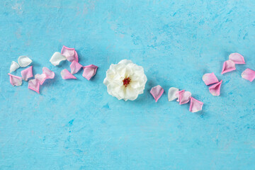 Floral background with a white rose and petals, overhead flat lay shot flower composition on blue with copy space, a greeting card or invitation design template