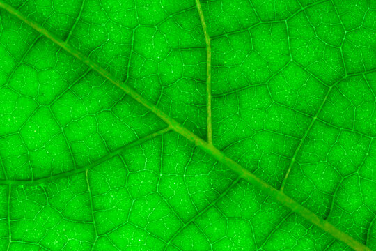 green leaf background