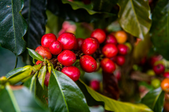 Coffee bushes and beans, Zona Cafetera