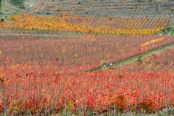 Vi&ntilde;as en el sector de Pichidegua.