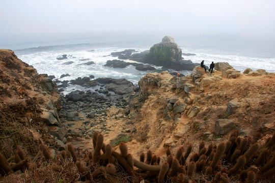 Punta De Lobos