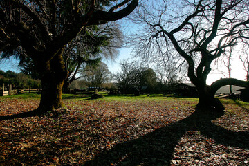 Bosques de Panguipulli