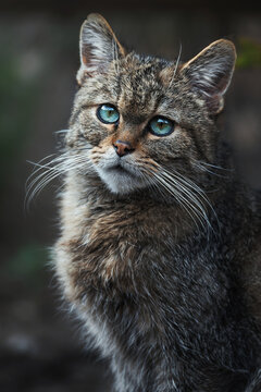 European wild cat (Felis silvestris) detail portrait