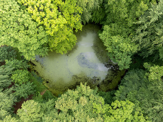 Tümpel im Wald