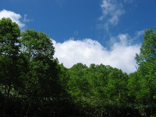 Obraz premium 2022新緑007