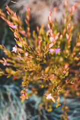 native Australian pink crowea plant with flower and golden leaves in winter