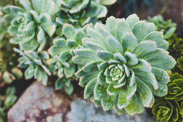 close-up of echeveria desert rose succulent plant with lots of raindrops from a tropical rain