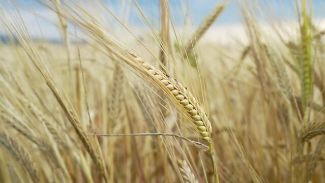 Ripe ear of barley, close up