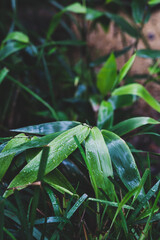 bamboo plant outdoor with raindrops on its leaves