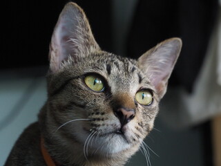 Brown cat cute with yellow eyes on dark background