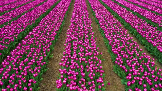 Tulip fields in Netherlands. Aerial view of colorful vibrant pink tulips in bloom in Holland. Dutch tulips season.