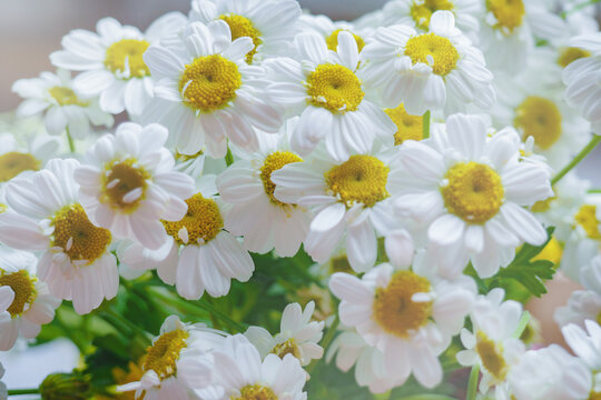 Bouquet of beautiful daisies. White flowers close up. Romantic summer mood