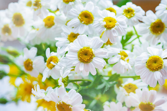 Bouquet of beautiful daisies. White flowers close up. Romantic summer mood