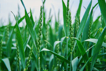 Fototapeta premium Food crisis and world hunger concept, Green field with wheat ears, Growing wheat sprouts closeup, Harwest problem