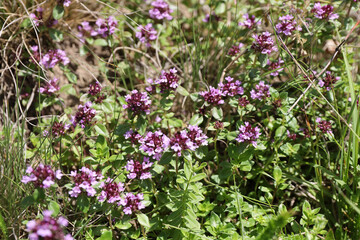 Thyme flowers, spring flowering of medicinal herbs.