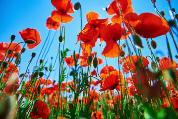 Blooming red poppy flowers in green field against blue sky, Beautiful natural landscape in summertime