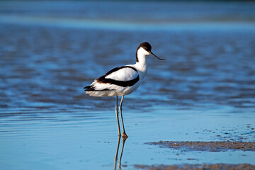 Pied avocet - Recurvirostra avosetta standing in the water