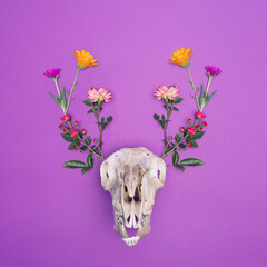 Goat bones on a purple background with flowers around it in the shape of horns. Flat lay.