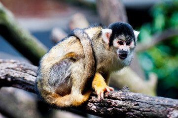 Common squirrel monkey