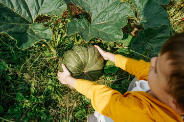 Cute Little Boy in garden picks pumpkin.