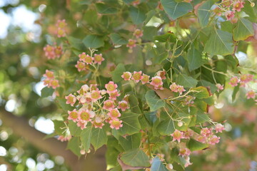 Kreta auf den Weg nach Chania Urlaub Reisen Griechenland Ausflug Strand Meer Wellen Wind Blumen Pflanzen Botanik