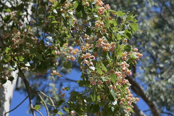 Kreta auf den Weg nach Chania Urlaub Reisen Griechenland Ausflug Strand Meer Wellen Wind Blumen Pflanzen Botanik