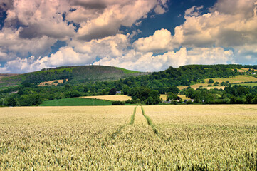 wheat field in the summer