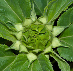 Budding Sunflower