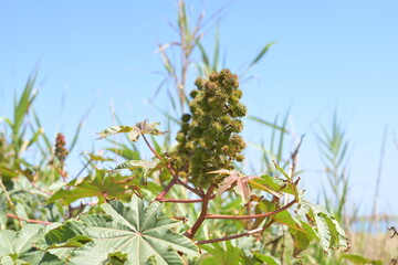 Kreta auf den Weg nach Chania Urlaub Reisen Griechenland Ausflug Strand Meer Wellen Wind