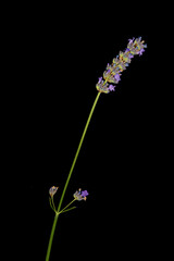 Lavender against a black background 