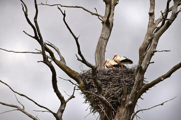Beautiful family of storks in a nest on a tree, against the sky