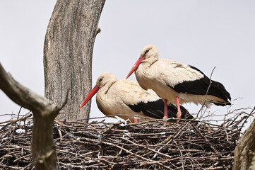Beautiful family of storks in a nest on a tree, against the sky