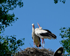 Beautiful family of storks in a nest on a tree, against the sky